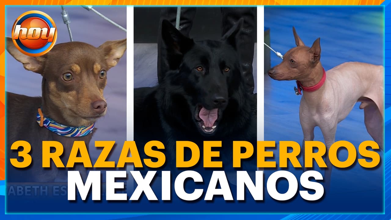Perros mexicanos que son únicos en el mundo