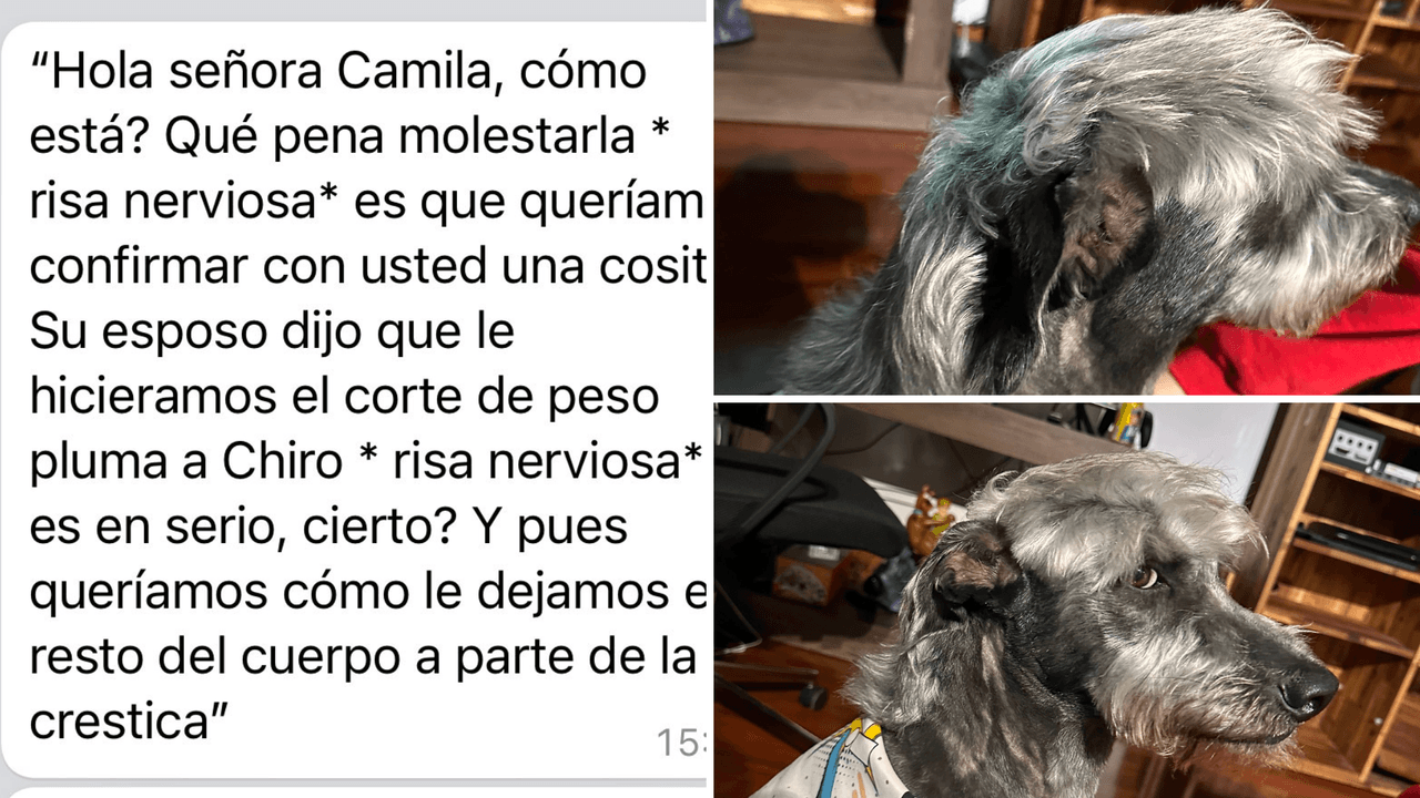 Perro con corte de cabello de Peso Pluma se hace viral