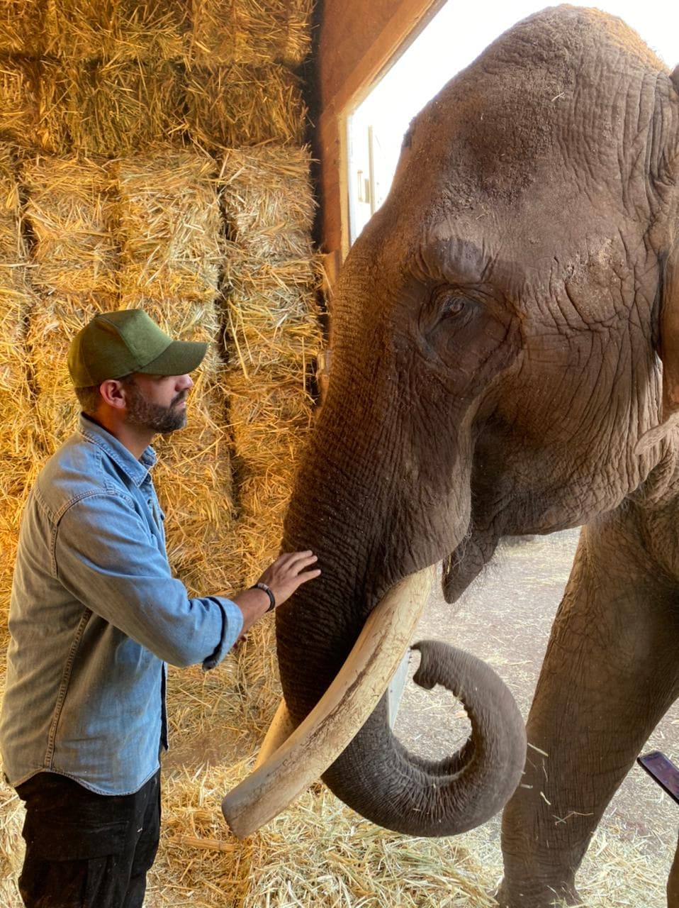 ¿Dónde está el tierno elefante Big Boy? Mira todo sobre su rescate