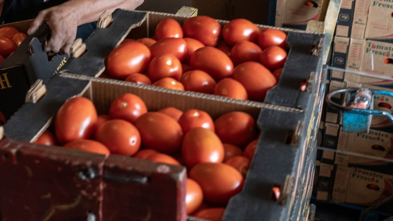El impacto de los aranceles al jitomate mexicano en California