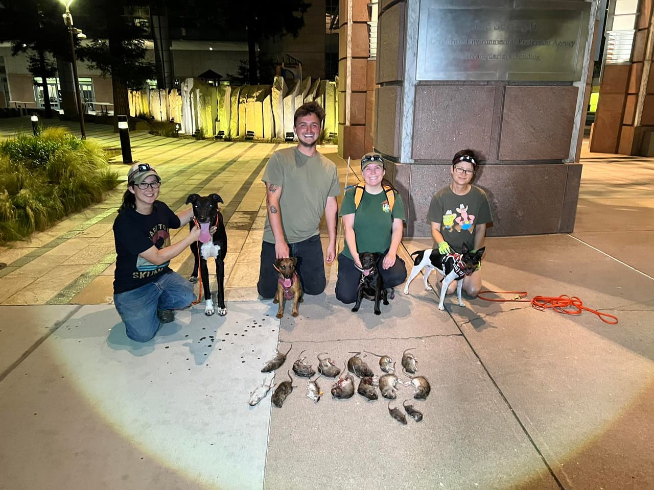 Cazadores Urbanos: Perros Contra las Ratas de Sacramento
