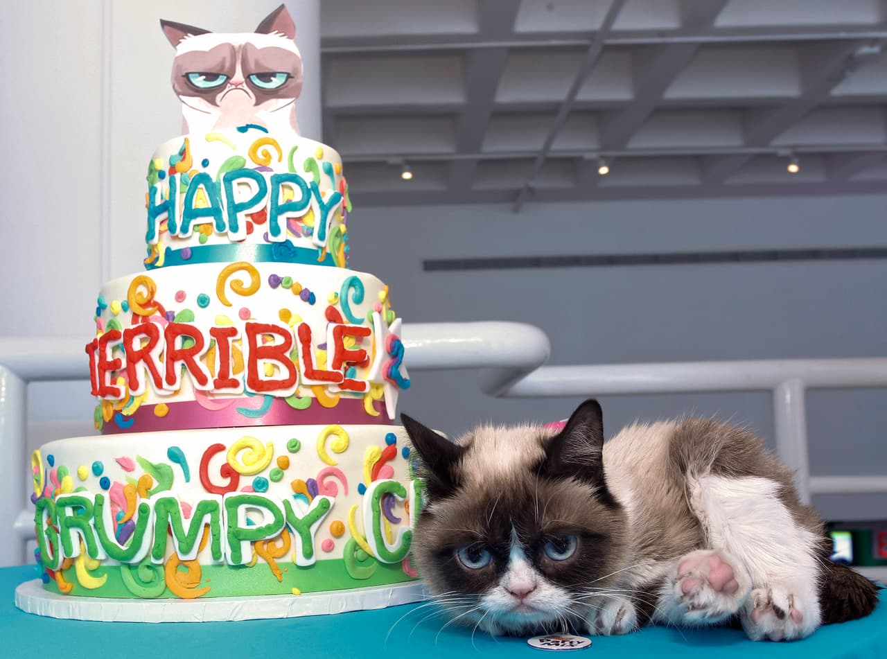 Grumpy Cat, el famoso gato gruñón del internet, muere a los 7 años