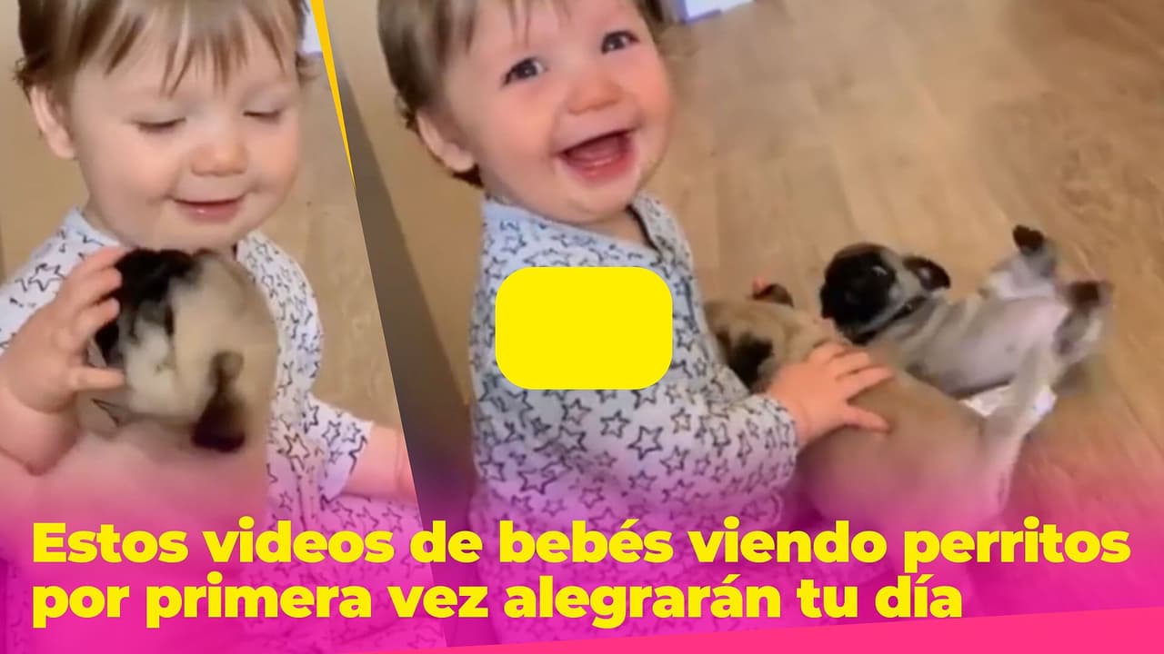 Estos videos de bebés viendo perritos por primera vez mejorará tu día en un 300%