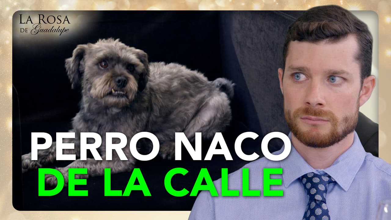 Arturo se ensaña con el pobre cachorrito de su novia por ser un pulgoso