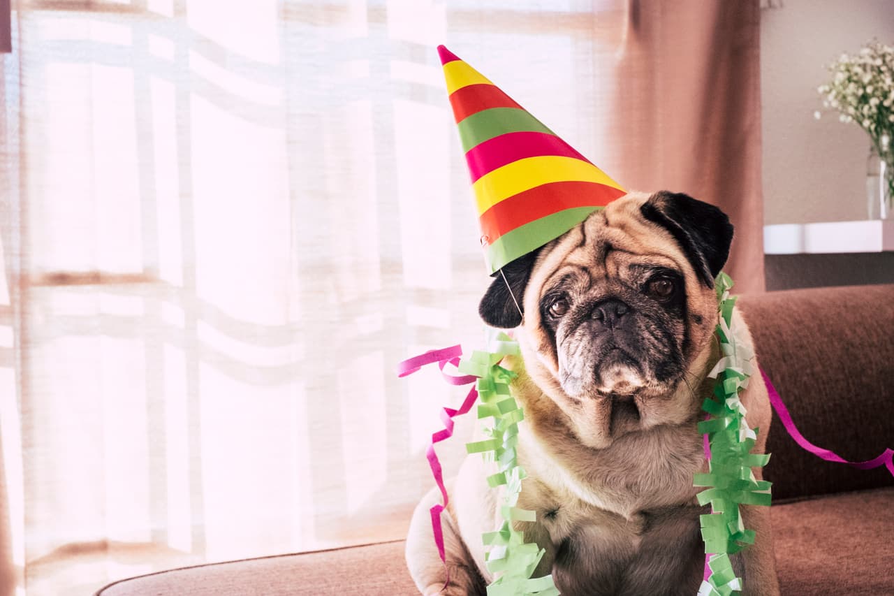 Familia celebra el cumpleaños de su pug y TikTok enloquece