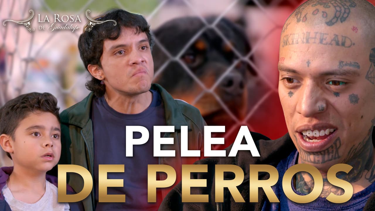 Mateo oculta dónde está el perrito de su profe porque lo tienen amenazado