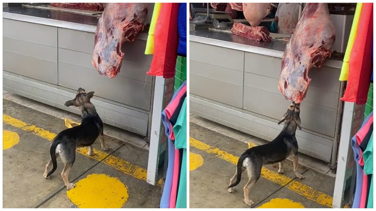 Perrito ladrón asalta carnicería y nadie se da cuenta: su "crímen" se hace viral