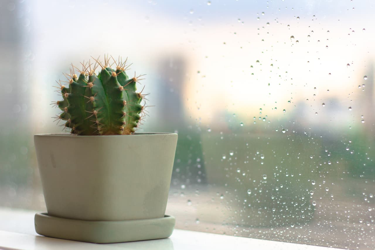 Close up cactus over window with rainy drop