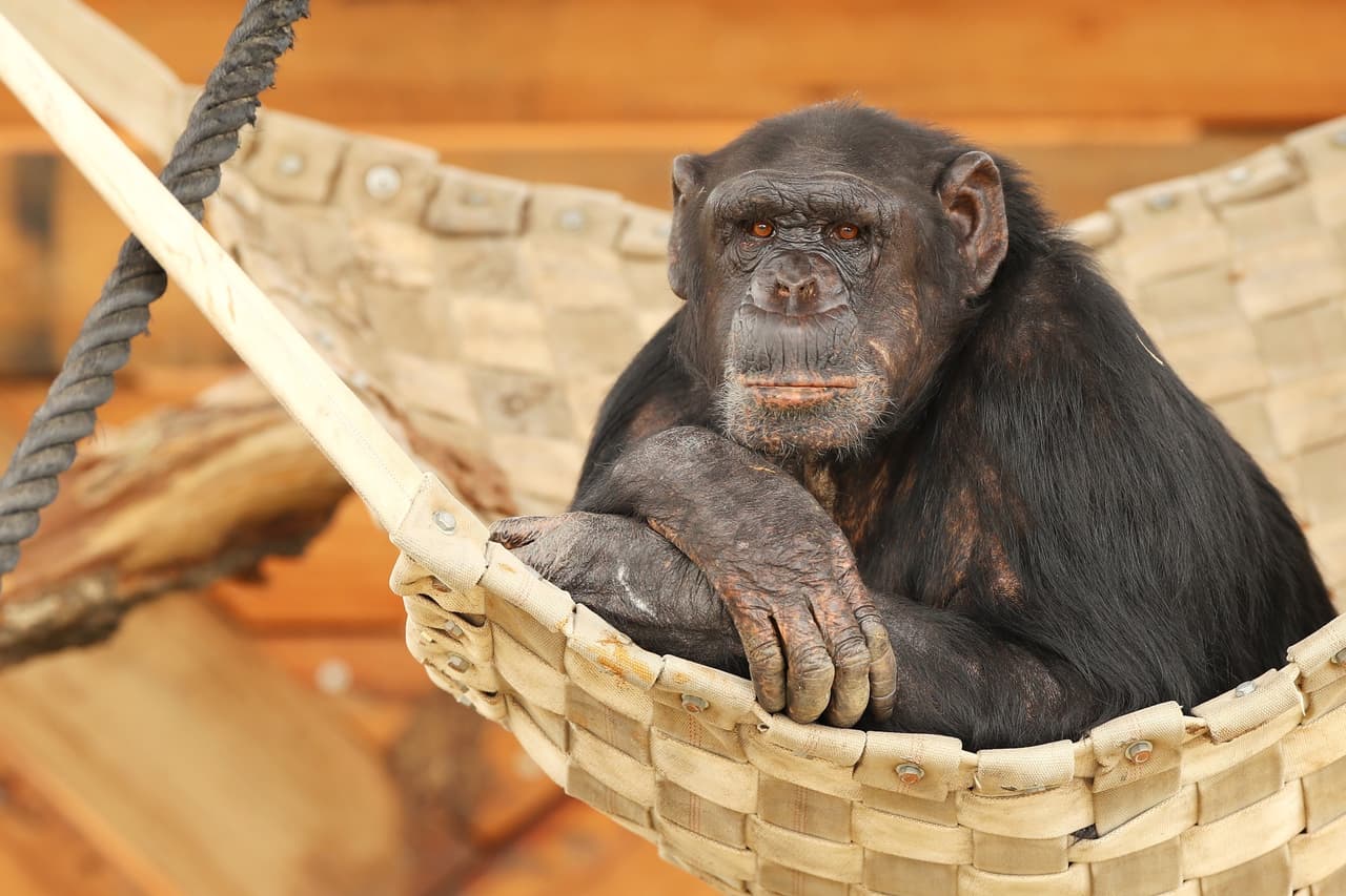 Animales más inteligentes, según la ciencia