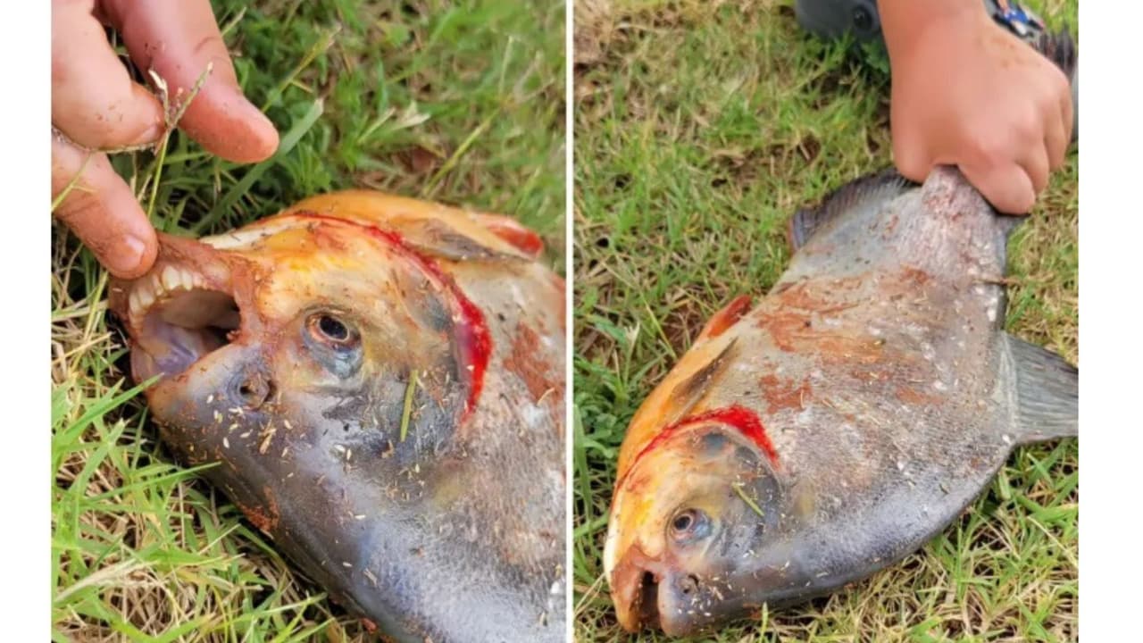 Niño hace inusual hallazgo al atrapar pez con dientes "humanos": fotos causan pavor en Internet
