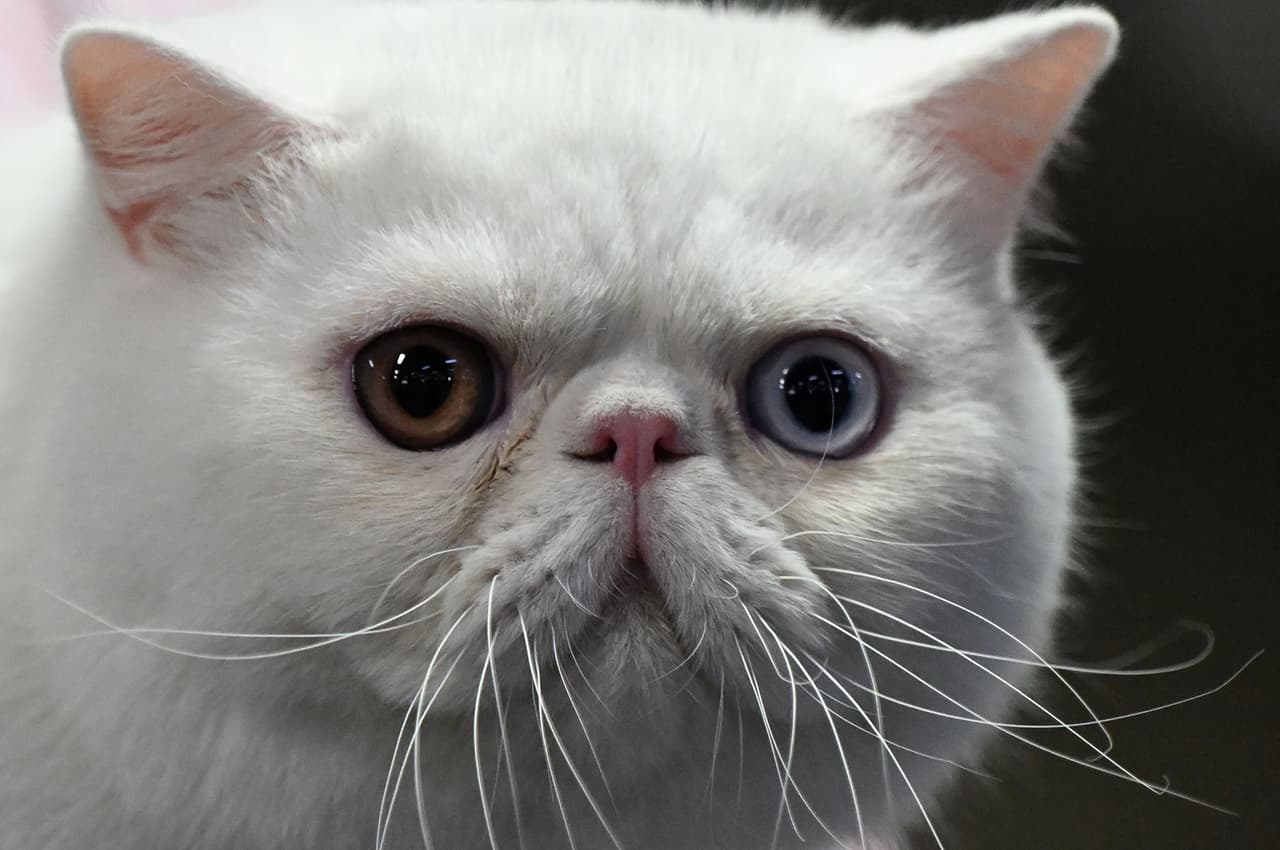 ¿Huele a gato?