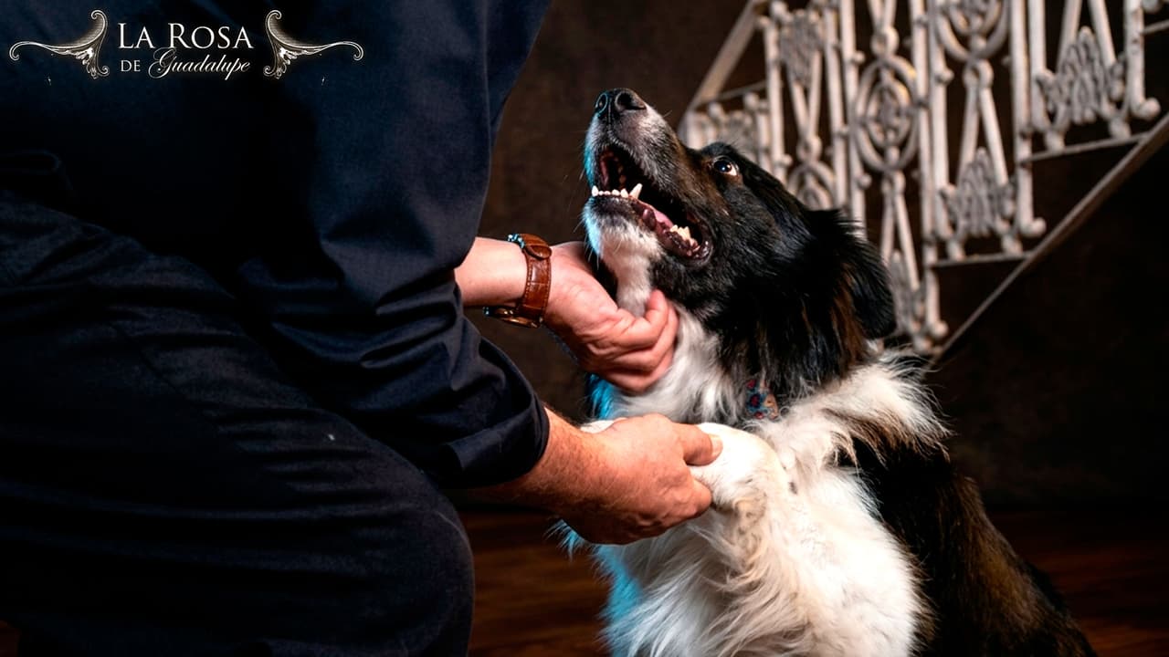 La Rosa de Guadalupe: Capítulo completo "Granitos de esperanza"