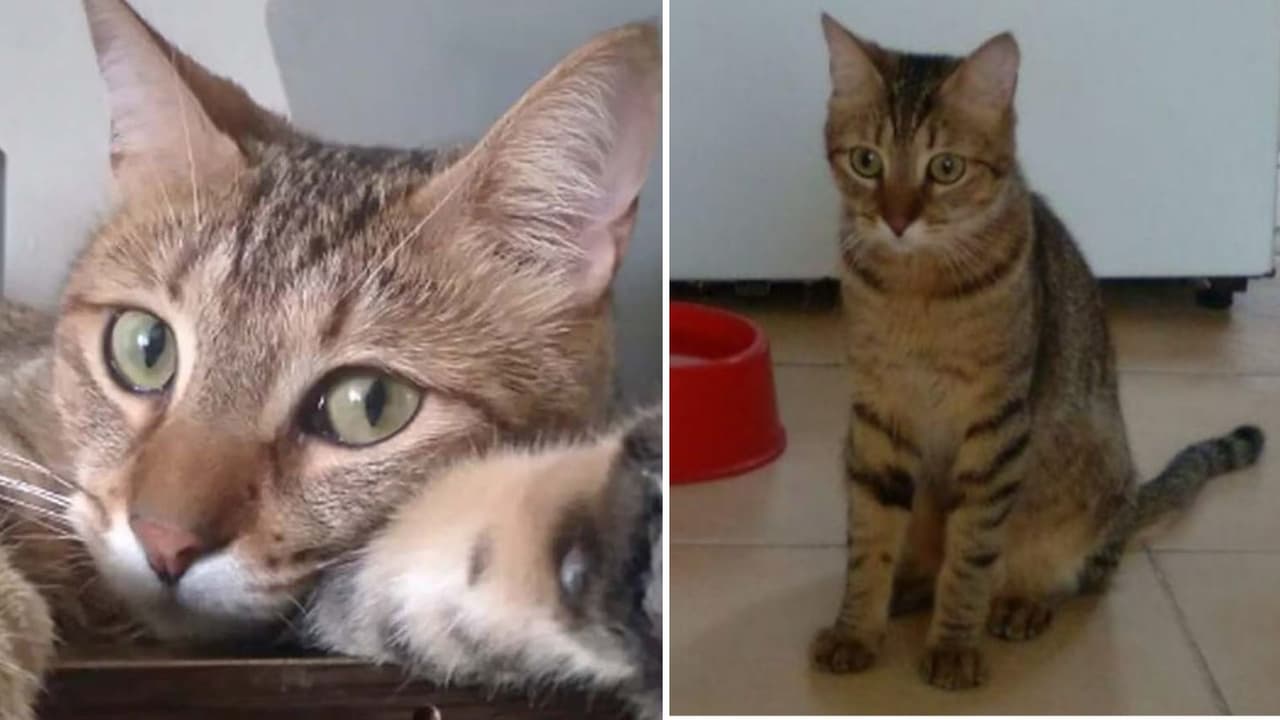Rumi, el gato