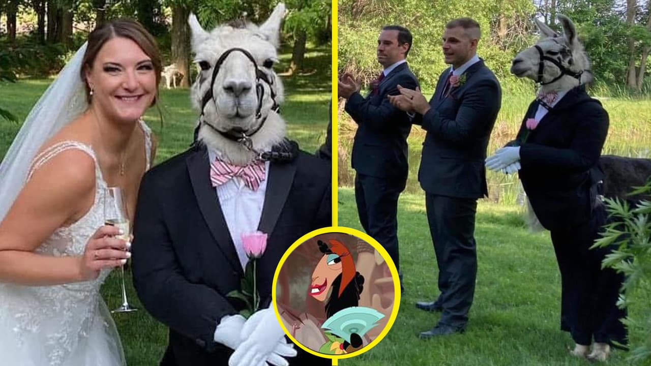 ¿Se casó con una llama? Novia posa en boda con un animalito en traje que robó la atención de todos