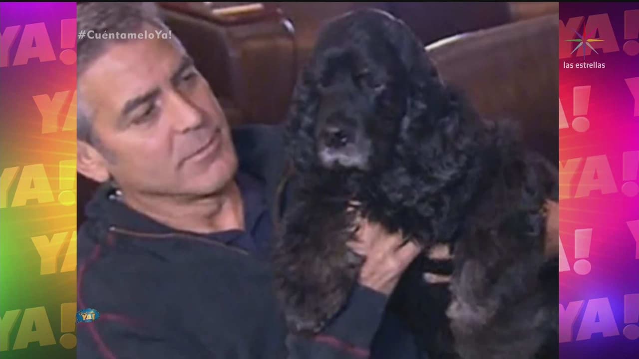 Las mascotas más famosas de Hollywood
