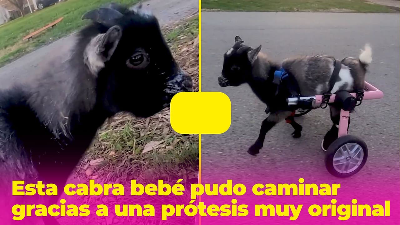 Esta cabra bebé pudo volver a caminar gracias al ingenio de sus cuidadores: su historia te conmoverá