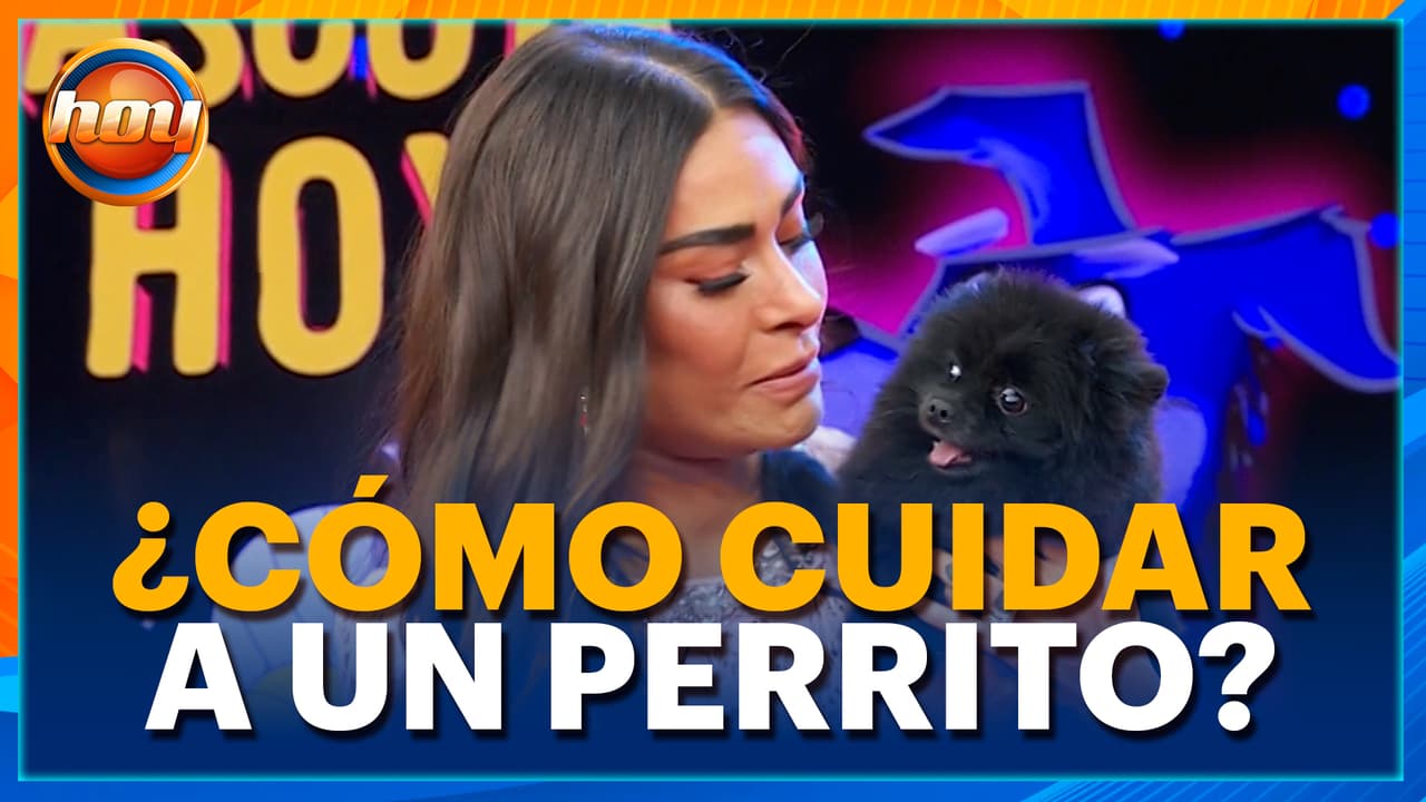 ¿Piensas adoptar un perrito chiquito? Todo lo que debes saber sobre sus cuidados