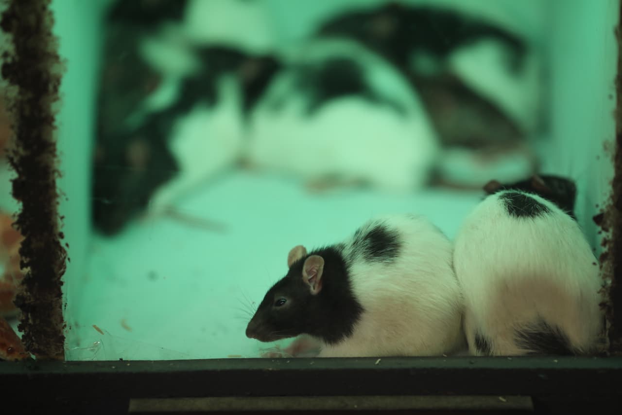 ¿Qué significa soñar con ratas?