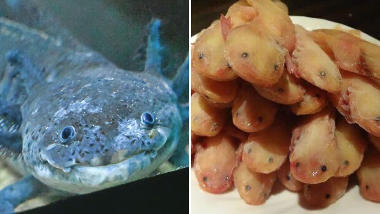 Ajolotes fritos