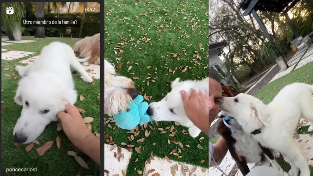 Casper (o Gasparín) es el nuevo integrante de la familia de Carlos Ponce y Karina Banda.