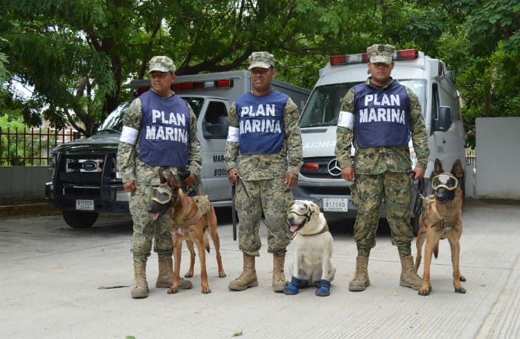 Día Mundial de los Animales: todo lo que tienes que saber
