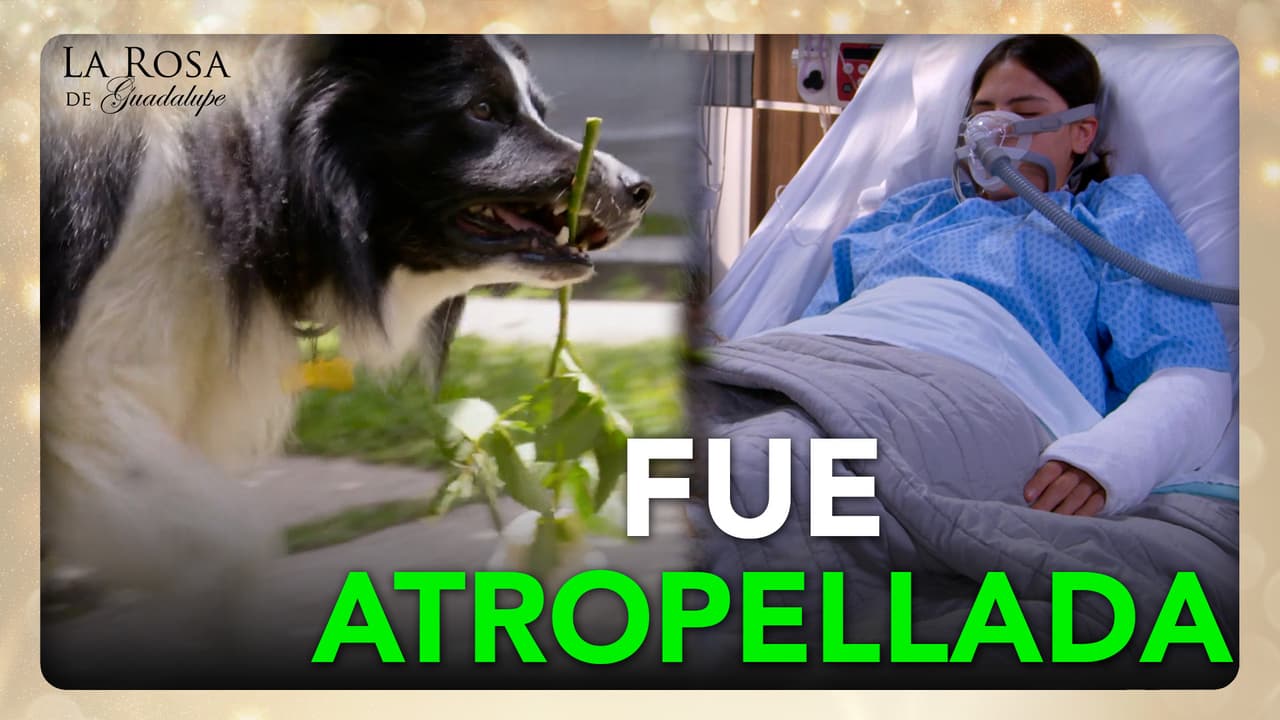 Ángel se escapó y atropellan a María por ir tras su amigo fiel