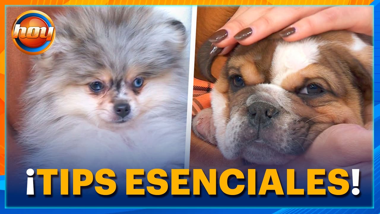 ¡Día Mundial del Cachorro! Los CUIDADOS clave que debes conocer HOY