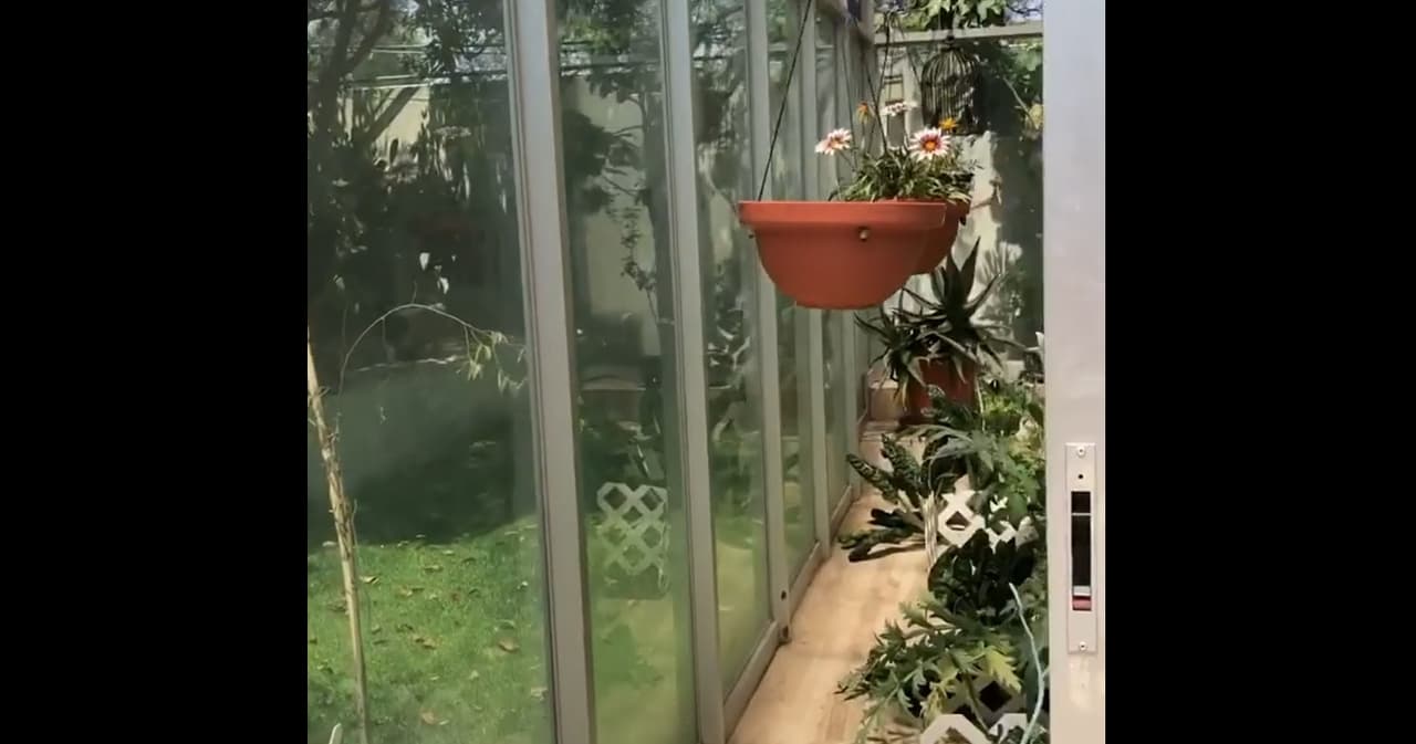En ese mismo espacio, la protagonista de telenovelas creó un huerto, en el que siembra vegetales como tómate.