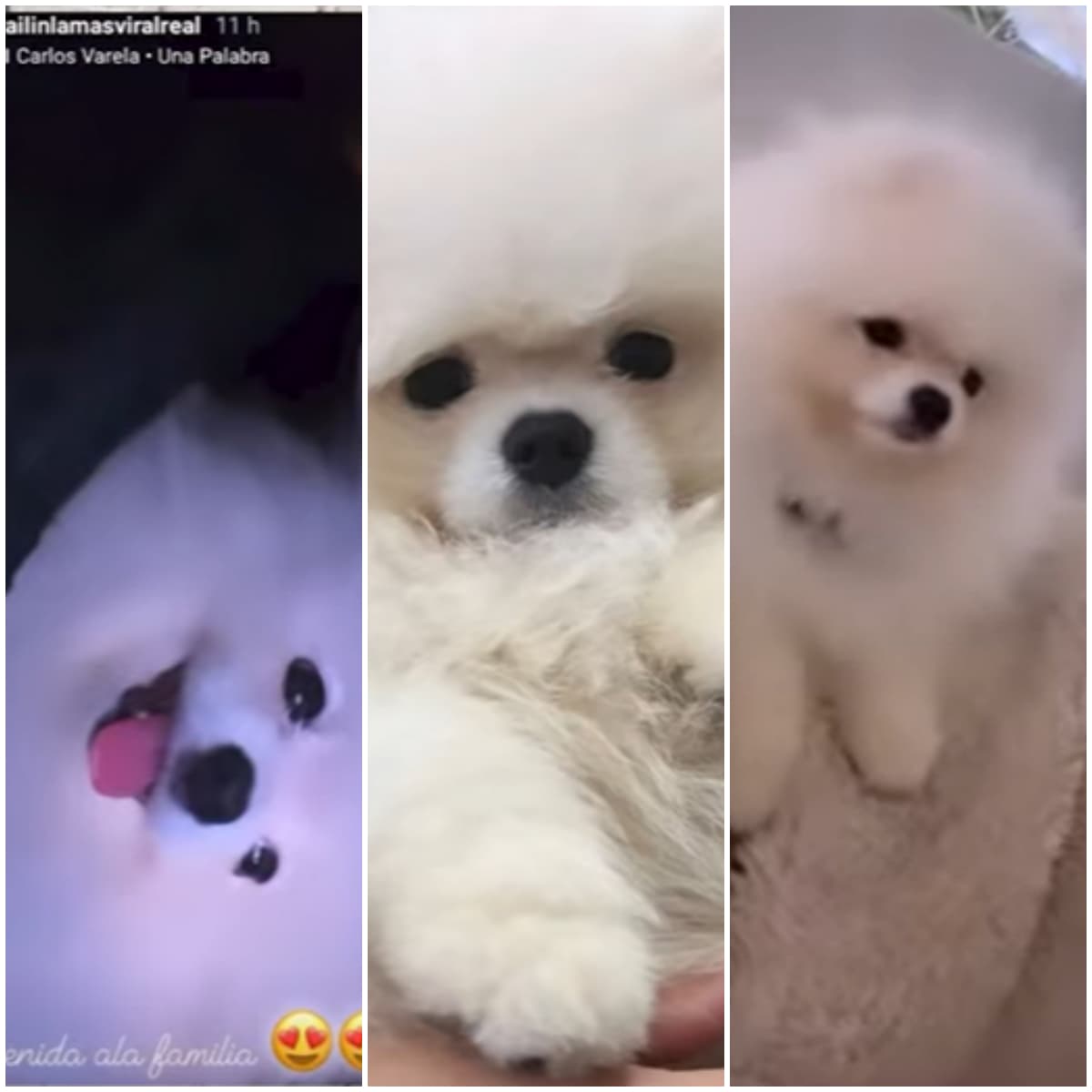 Anuel AA y Yailin presentaron a su "hijo", un cachorro de raza Pomerania