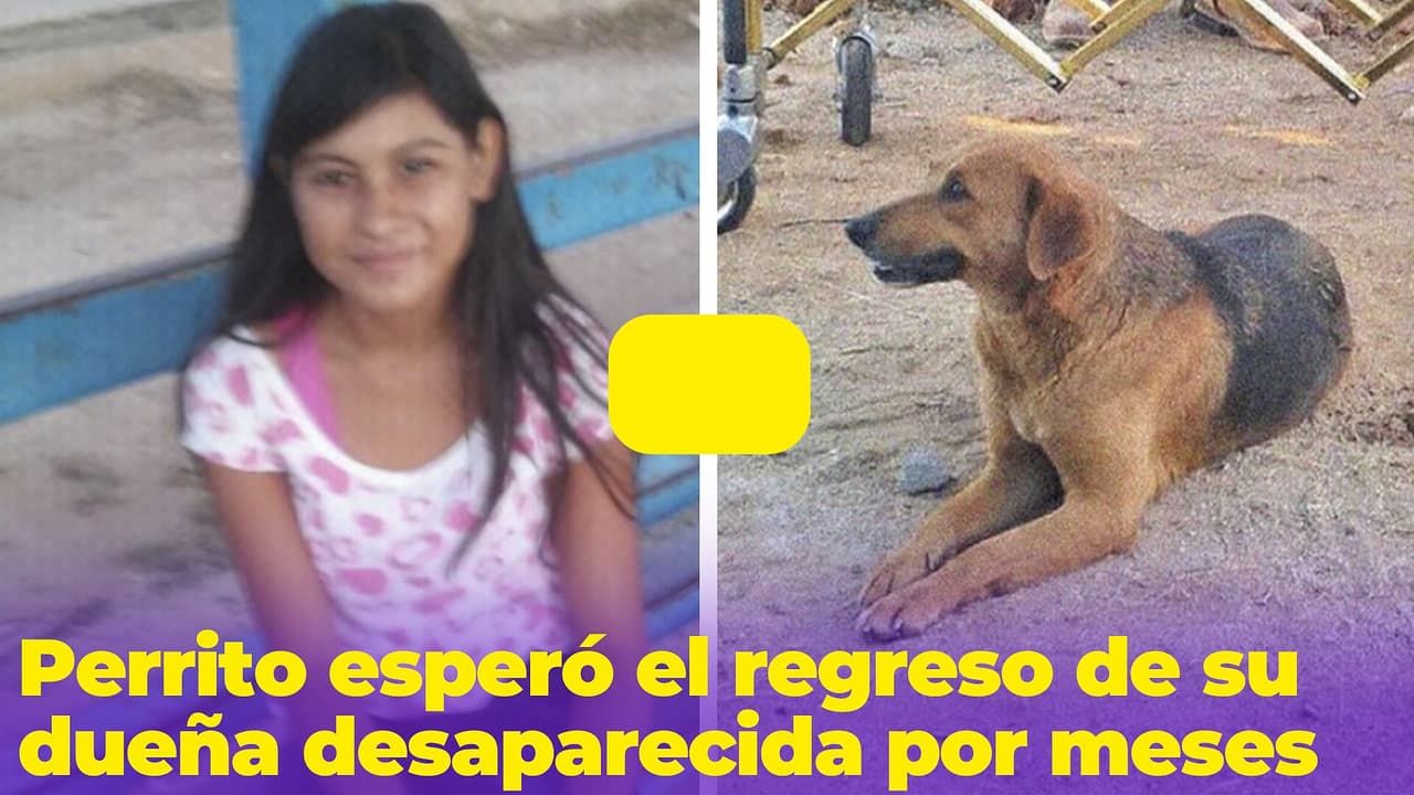 Perrito esperó el regreso de su dueña desaparecida por meses: así fue el reencuentro en el funeral
