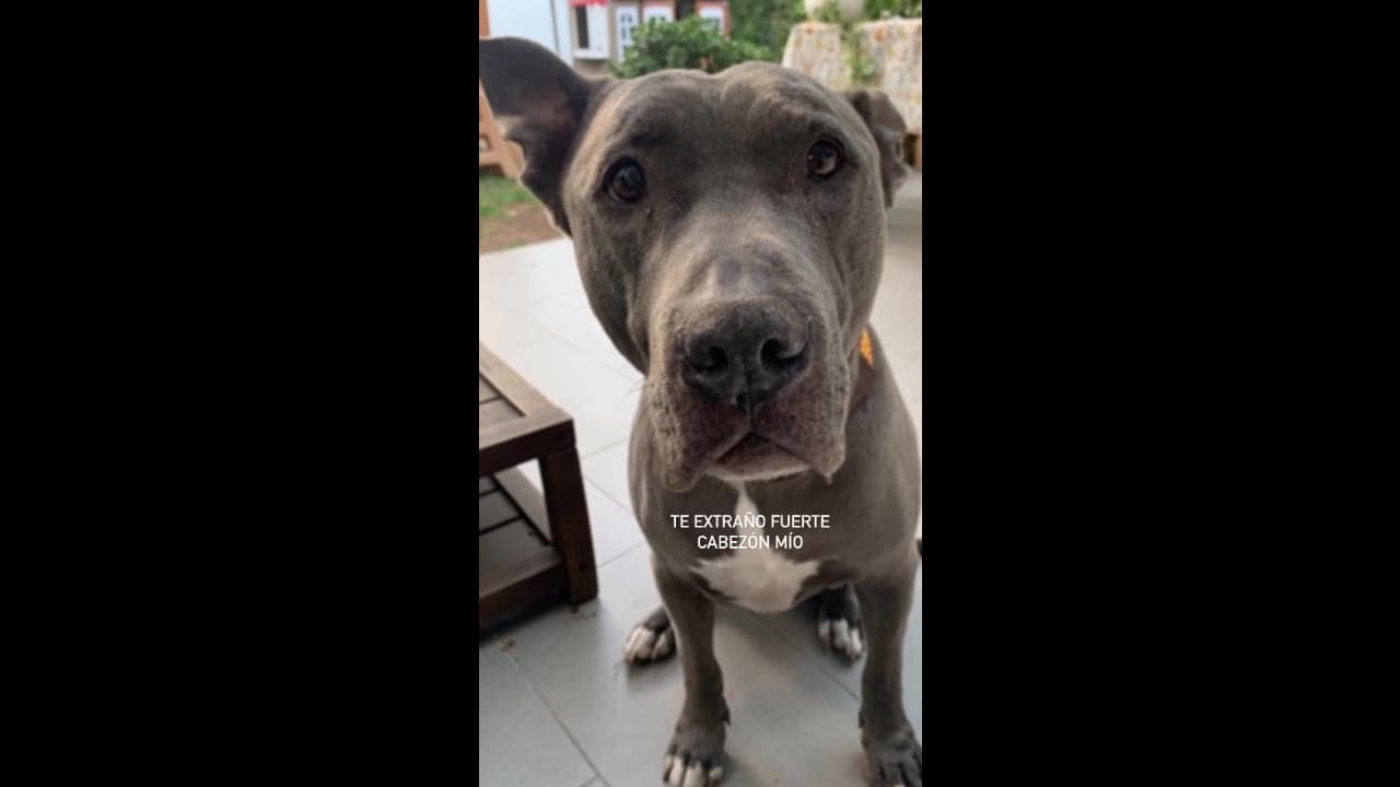 Zuria Vega recuerda a su perrita a dos años de su muerte