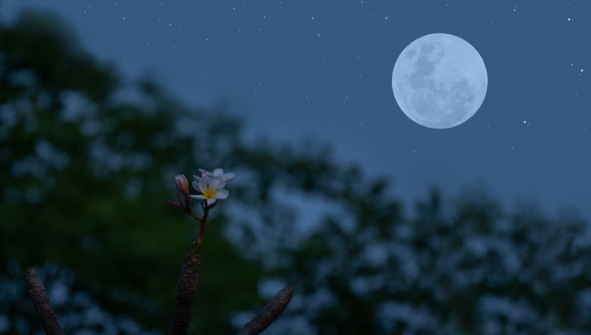 Luna llena de marzo 2023: ¿cómo aprovechar la Luna de gusano?