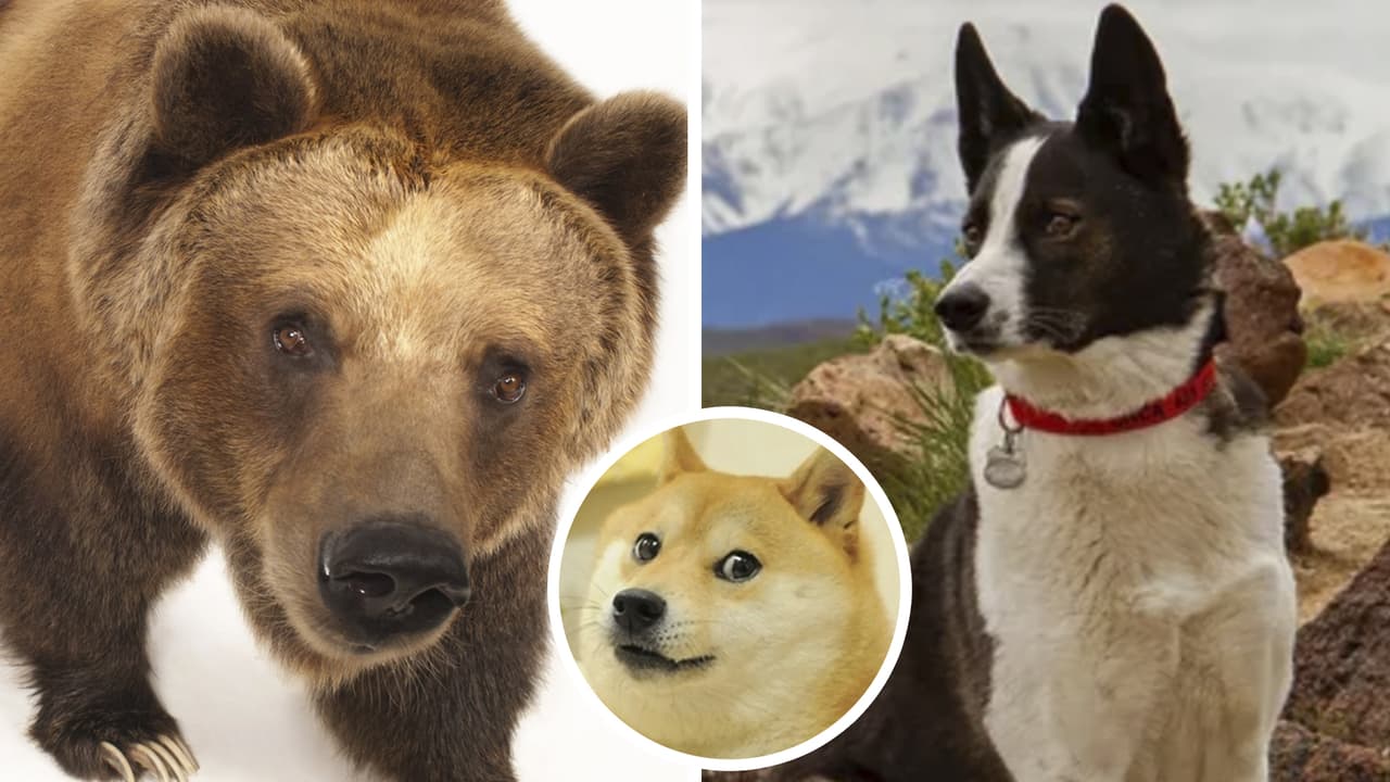 Perrito “perdido” aparece rodeado por osos: lo que pasó impactó a todos