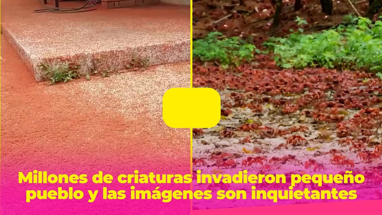 Millones de criaturas invadieron este pequeño pueblo y las imágenes son inquietantes