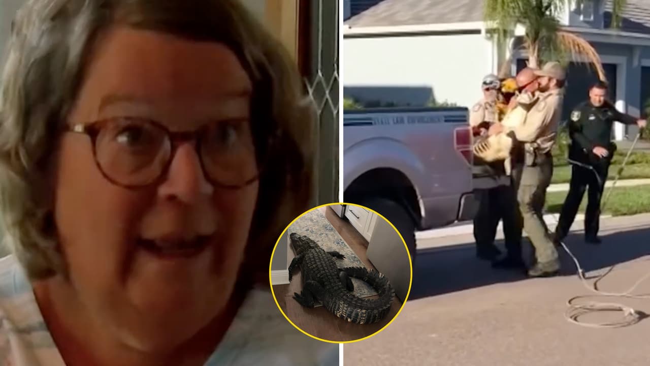Mujer encuentra caimán de más de 2 metros en su cocina y el video causa terror 