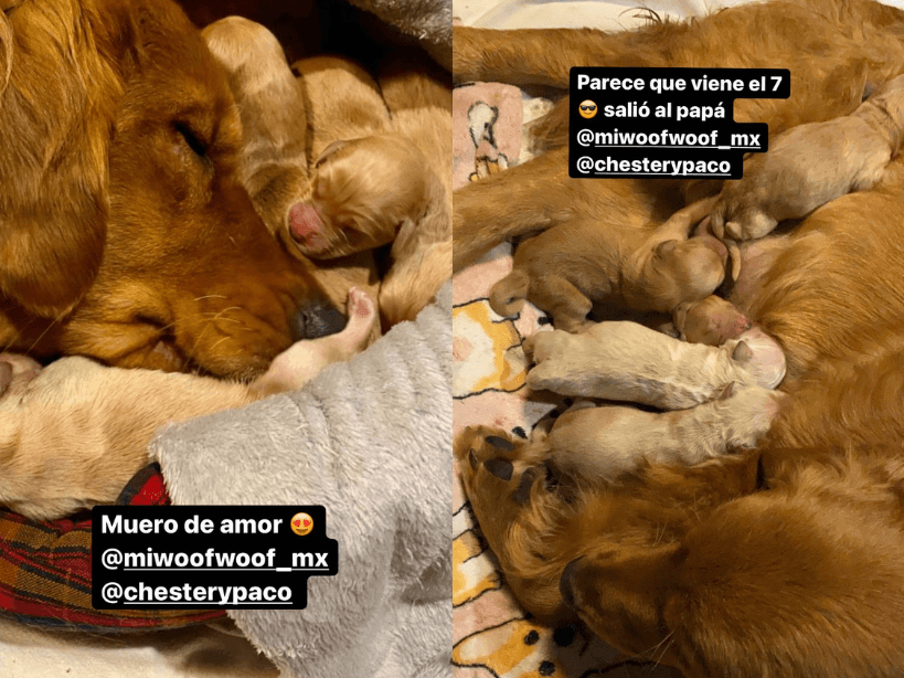Paul Stanley mostró imágenes de los nuevos miembros de su familia