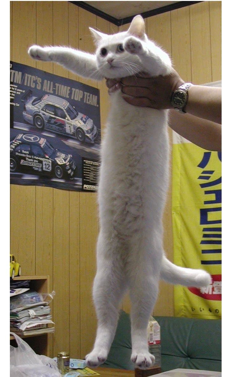 Adiós a ‘Nobiko’, falleció el gato del meme ‘Longcat’