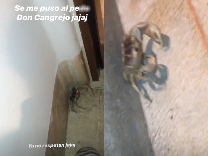 Cangrejo invade habitación de Vadhir Derbez.