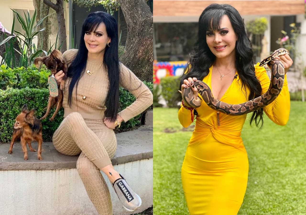 Maribel Guardia - Se dice que la actriz tiene un séquito de aproximadamente 8 perros, no obstante, estos dos pequeños castaños son los que más muestra la actriz en redes. Asimismo, en una ocasión saludó a sus fans desde su Instagram con su serpiente de mascota colgada alrededor del cuello.