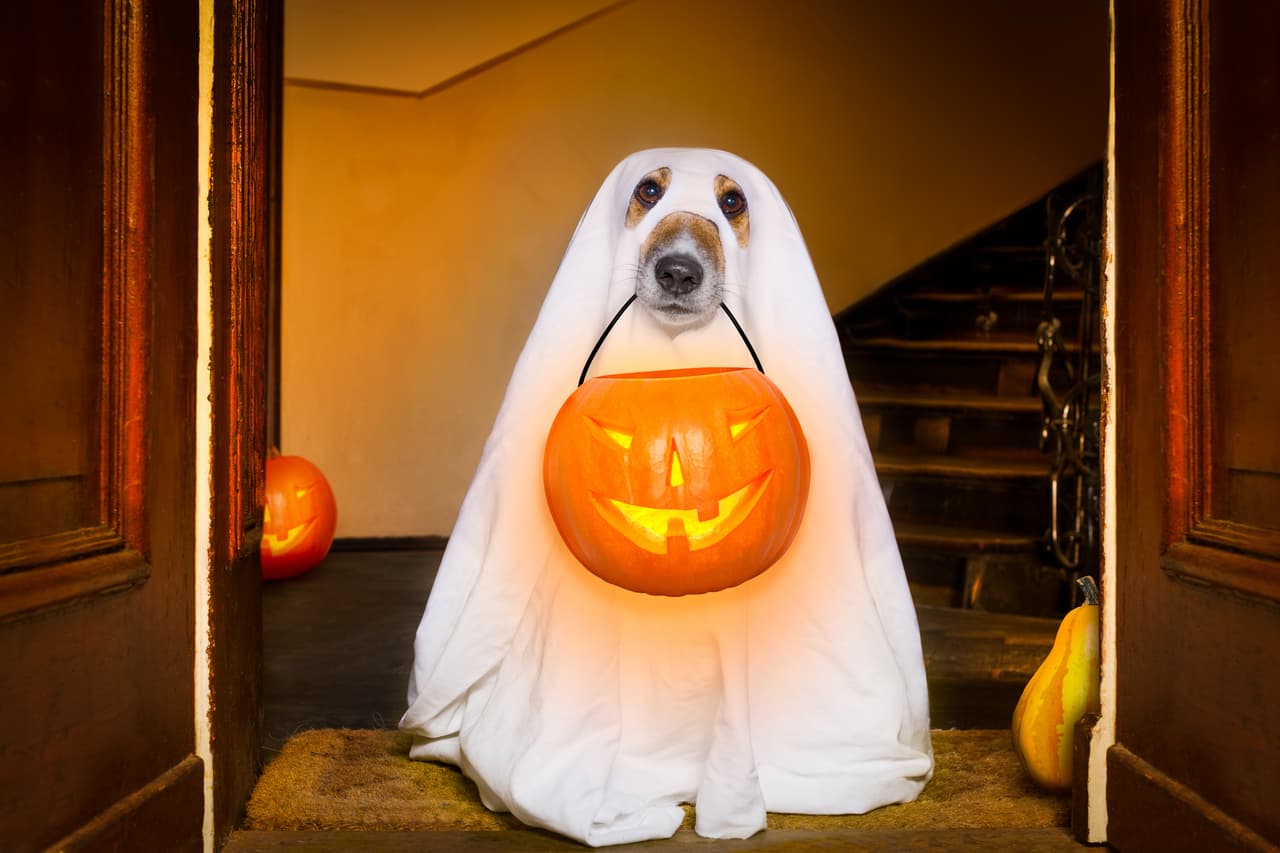 ¿Te imaginas un Día de Muertos para mascotas? ¡Podría ser el 3 de noviembre!