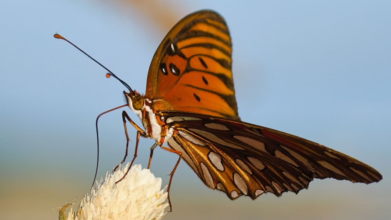 vivo X300 Pro llega a México: Rompe la distancia con su cámara telefoto