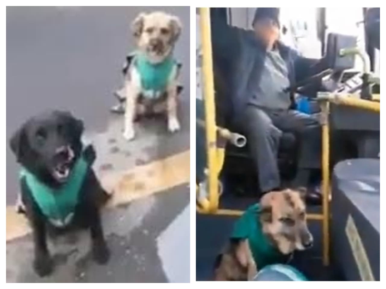 Contratan a perritos de la calle como acompañantes del transporte público