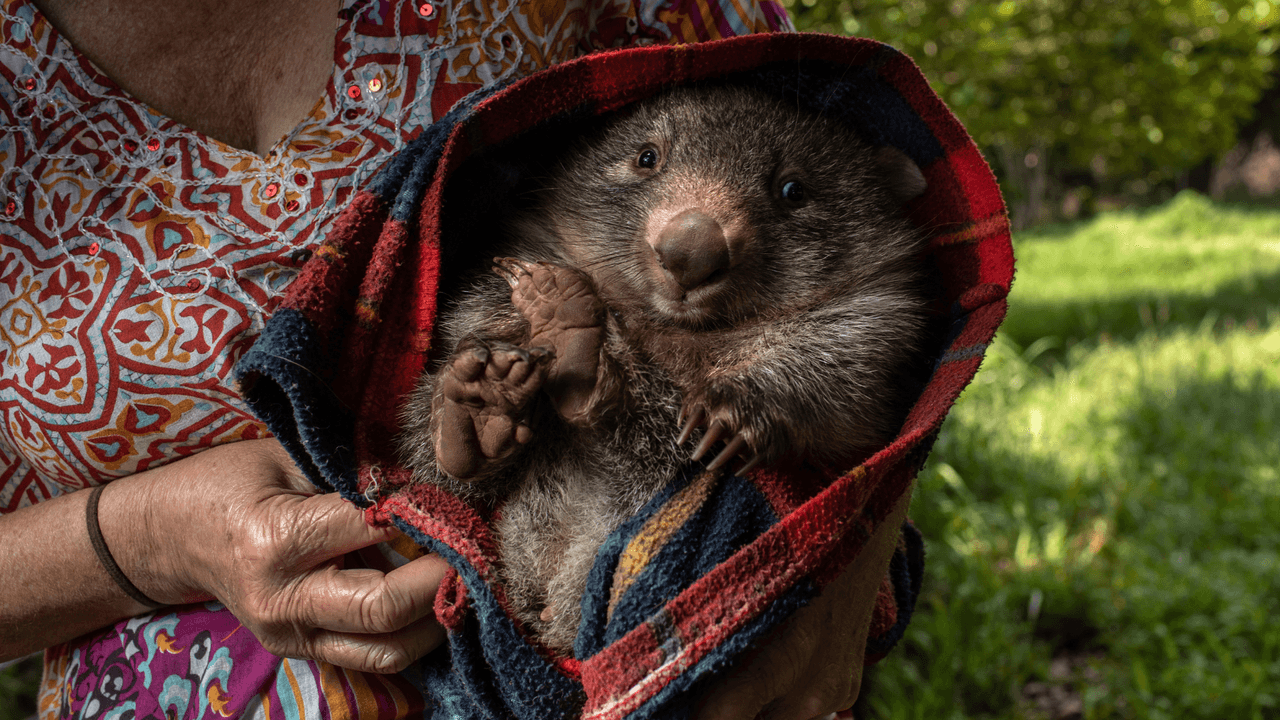 Wombat