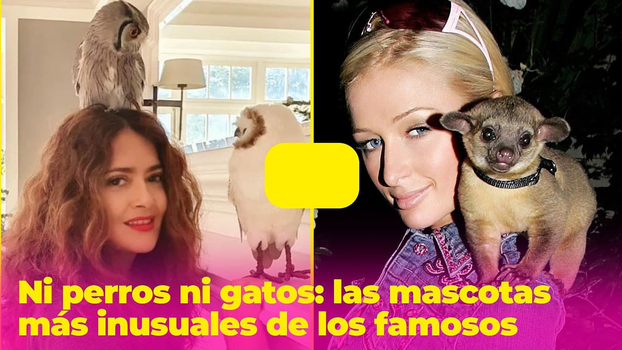 Las mascotas más curiosas e inusuales de los famosos (Salma Hayek tiene un búho)
