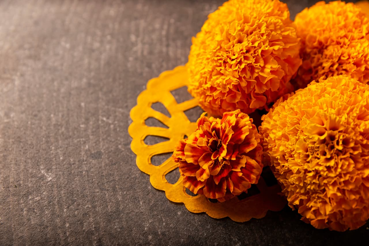 Estas son las propiedades medicinales del cempasúchil