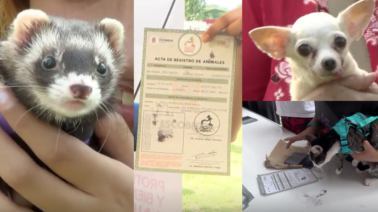 Perritos y otras mascotas 'tramitan' su acta de nacimiento en Nuevo León