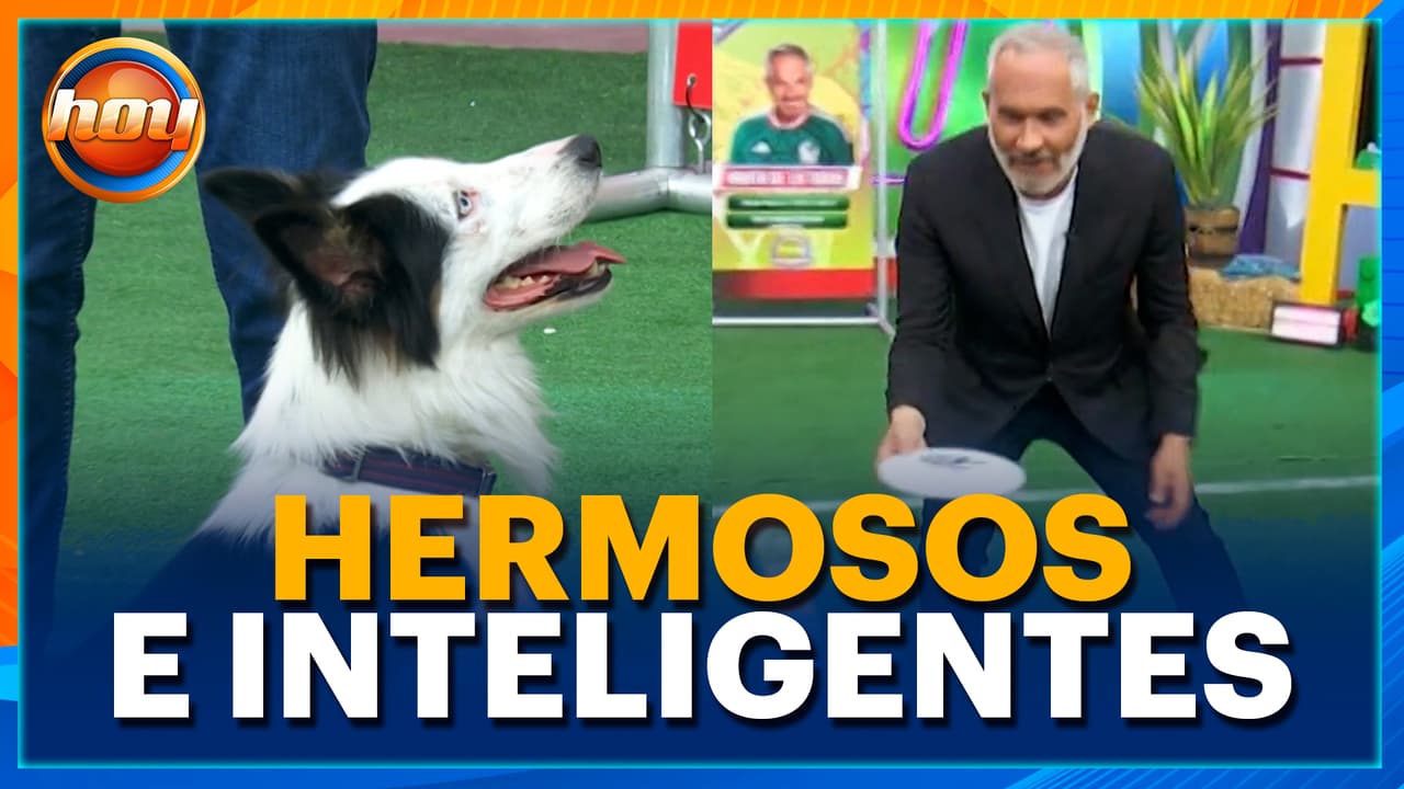Paul Stanley y Arath se DIVIERTEN como niños con la raza de perros más inteligente