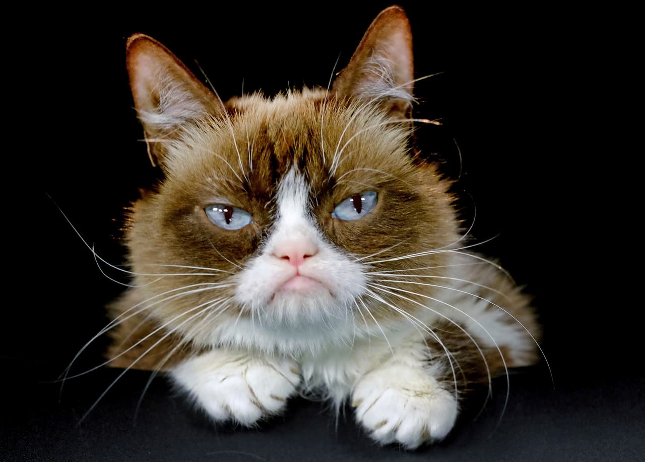 Grumpy Cat, el famoso gato gruñón del internet, muere a los 7 años