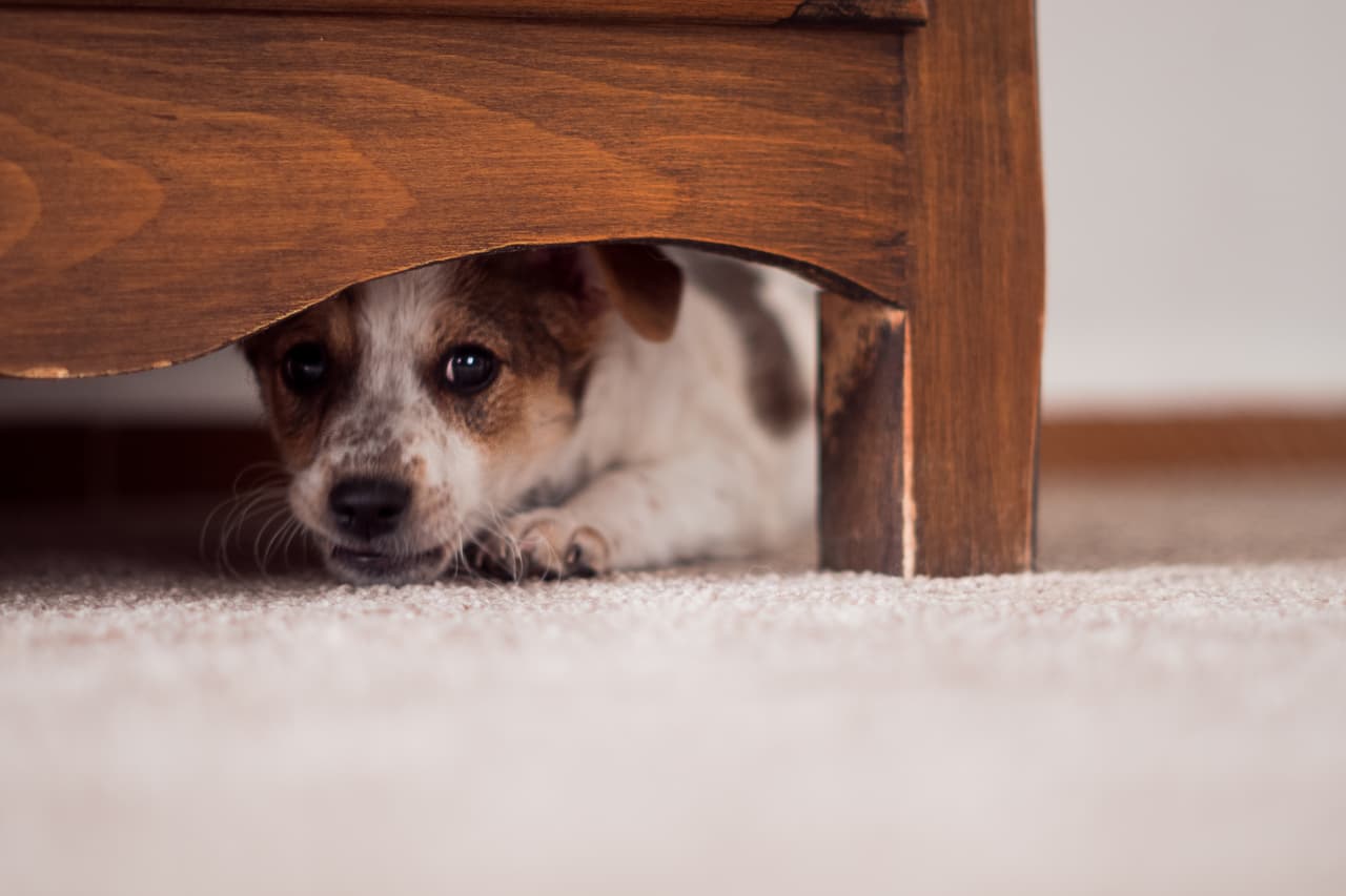 Consejos para proteger a tu mascota del ruido pirotécnico