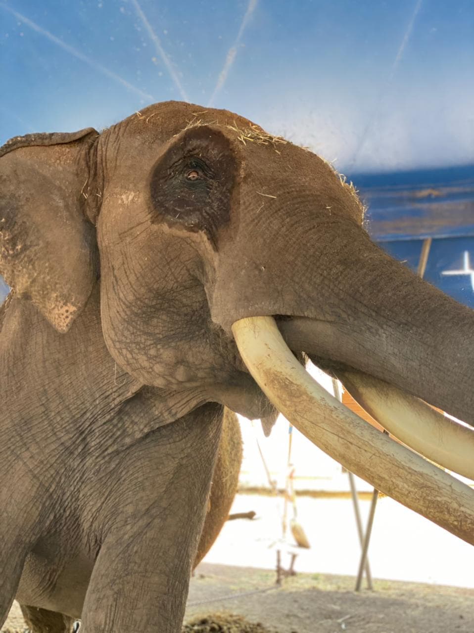 Big Boy será rescatado y llevado a un zoológico de Culiacán